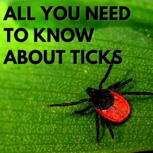 All You Need To Know About Ticks