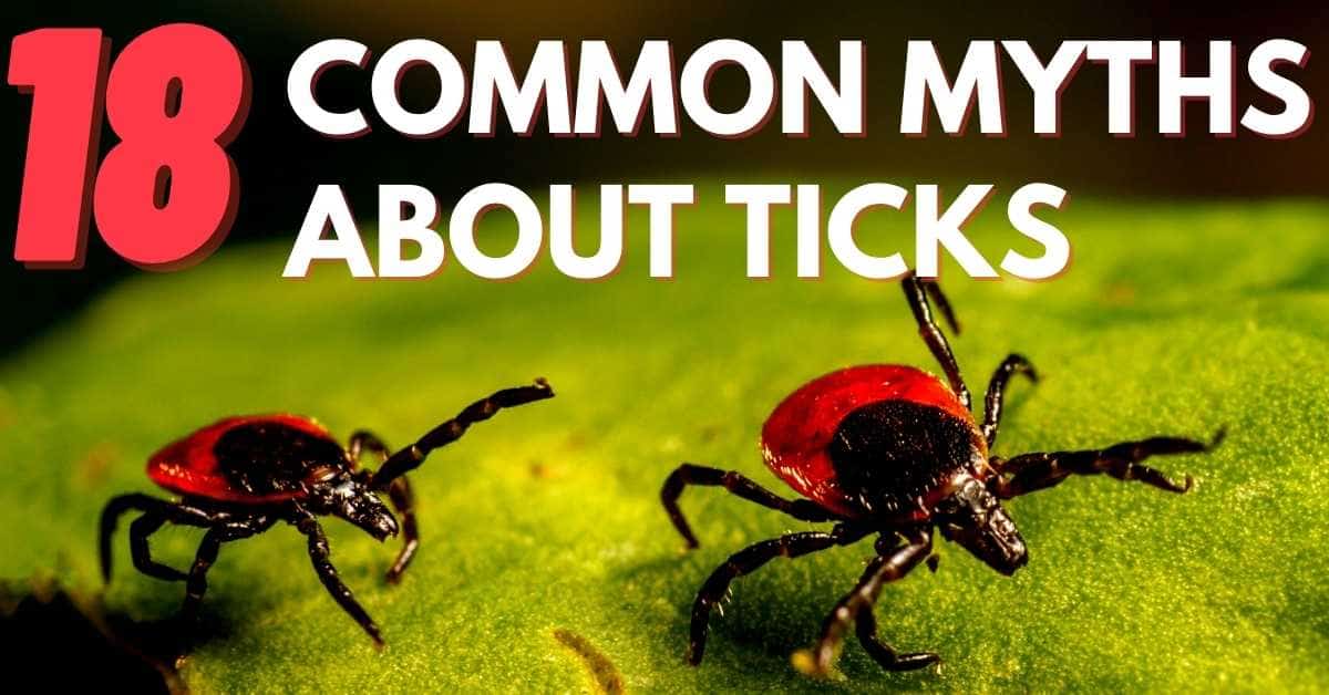 18 Common Myths About Ticks Stop Ticks 18 Common Myths About Ticks Stop Ticks