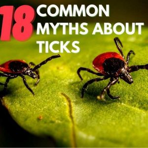 Myths about ticks