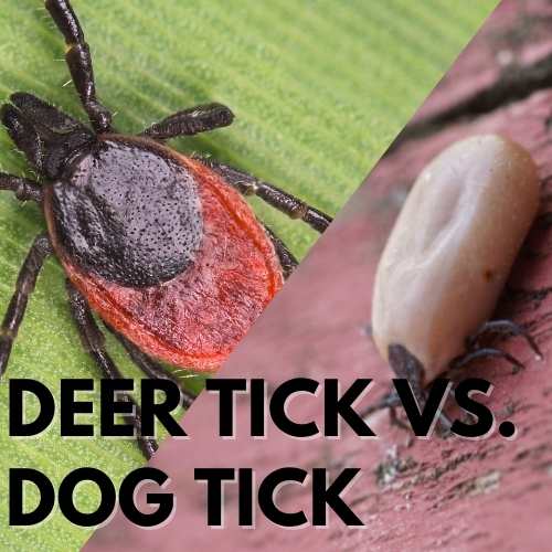 Deer tick vs. Dog Tick