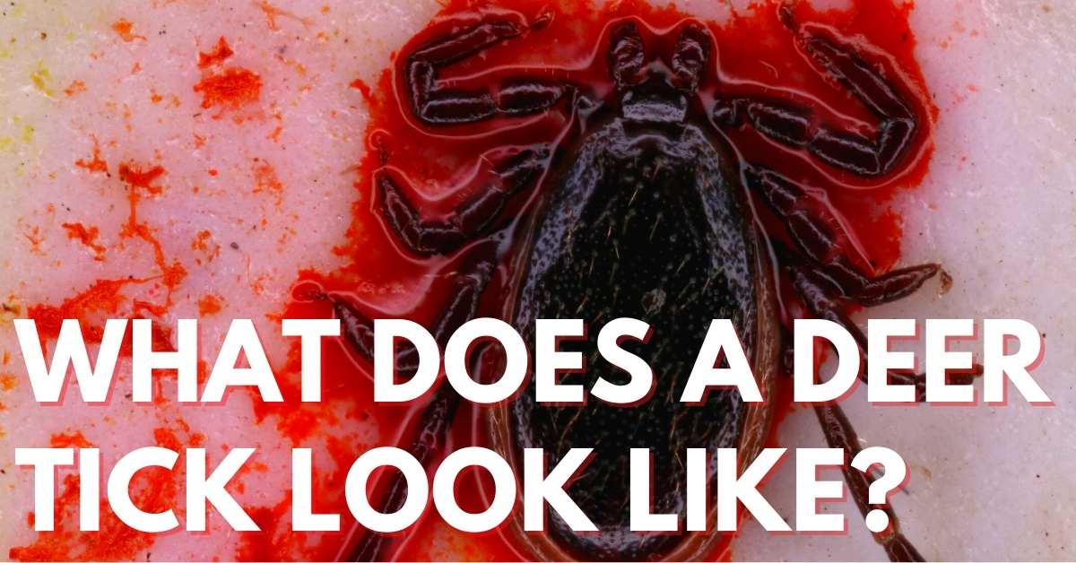What Does A Deer Tick Look Like? Stop Ticks