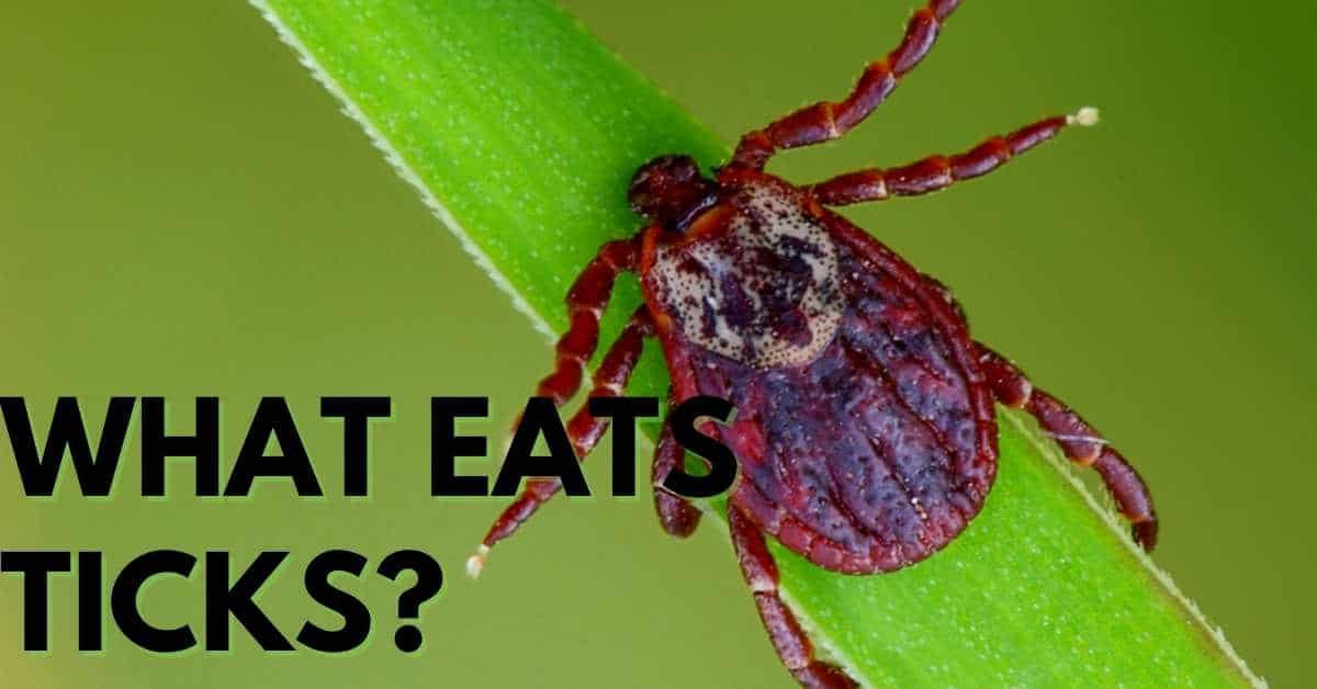What Eats Ticks? Stop Ticks