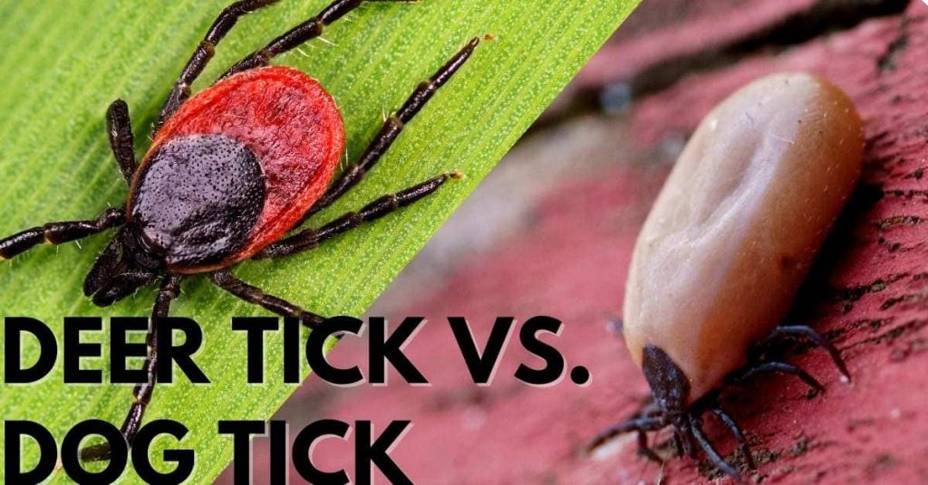 Dog vs deer tick identification - memphismens