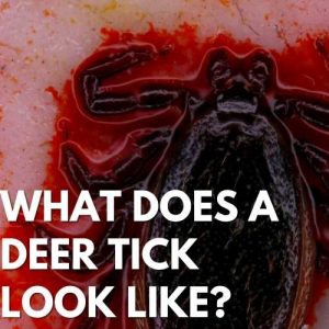 What Does A Deer Tick Look Like?