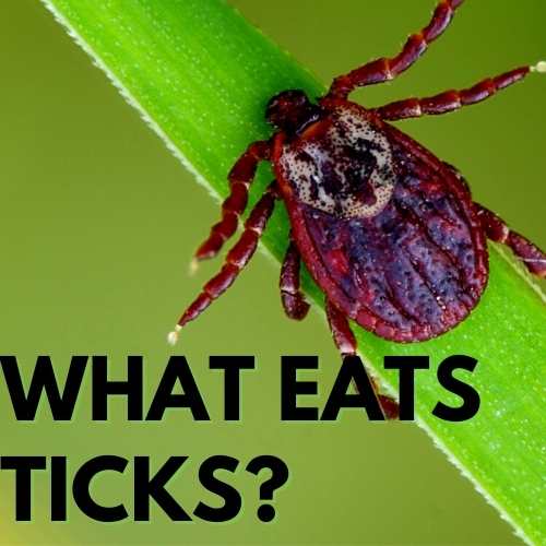 What eats ticks?