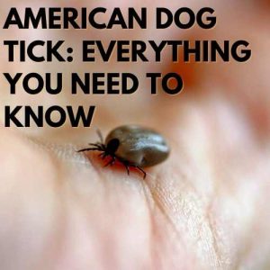 American Dog Tick Everything You Need To Know