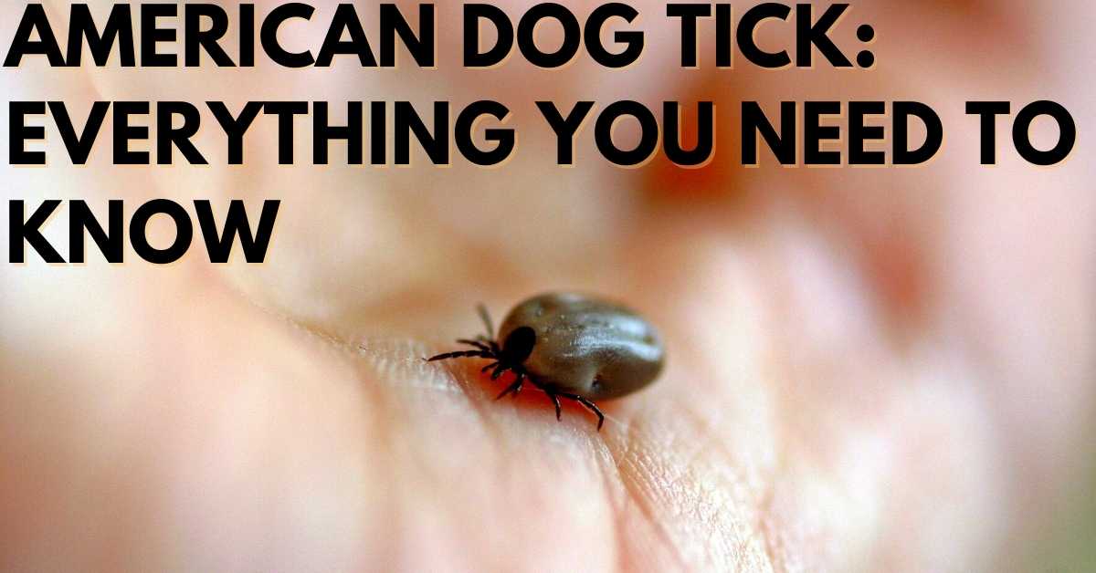 American Dog Tick: Everything You Need To Know – Stop Ticks