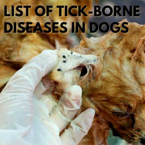 List of Tick-Borne Diseases in Dogs