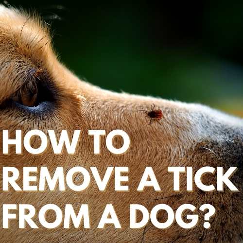 How to remove a tick from a dog?