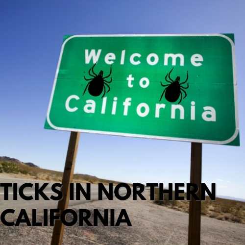 Ticks in Northern California