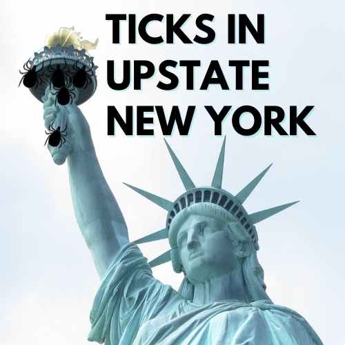 Ticks in Upstate New York