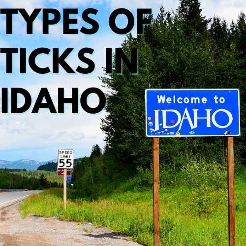 Types of Ticks in Idaho