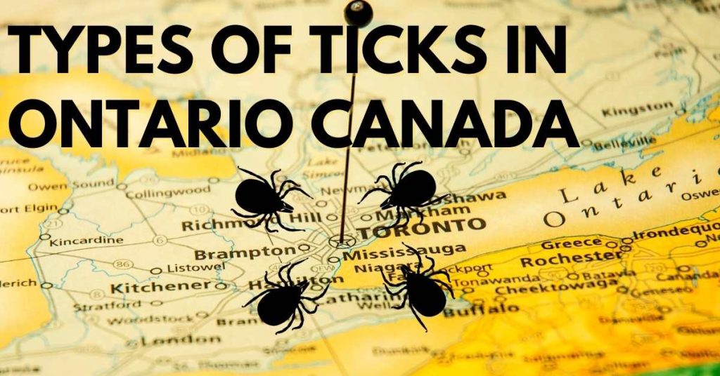 Types of ticks In Ontario Canada Stop Ticks