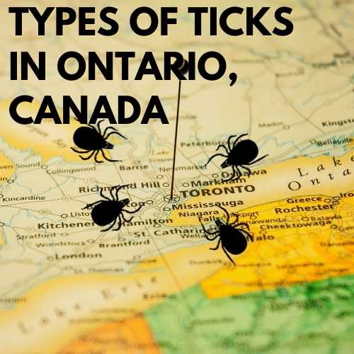 Types of ticks Ontario Canada
