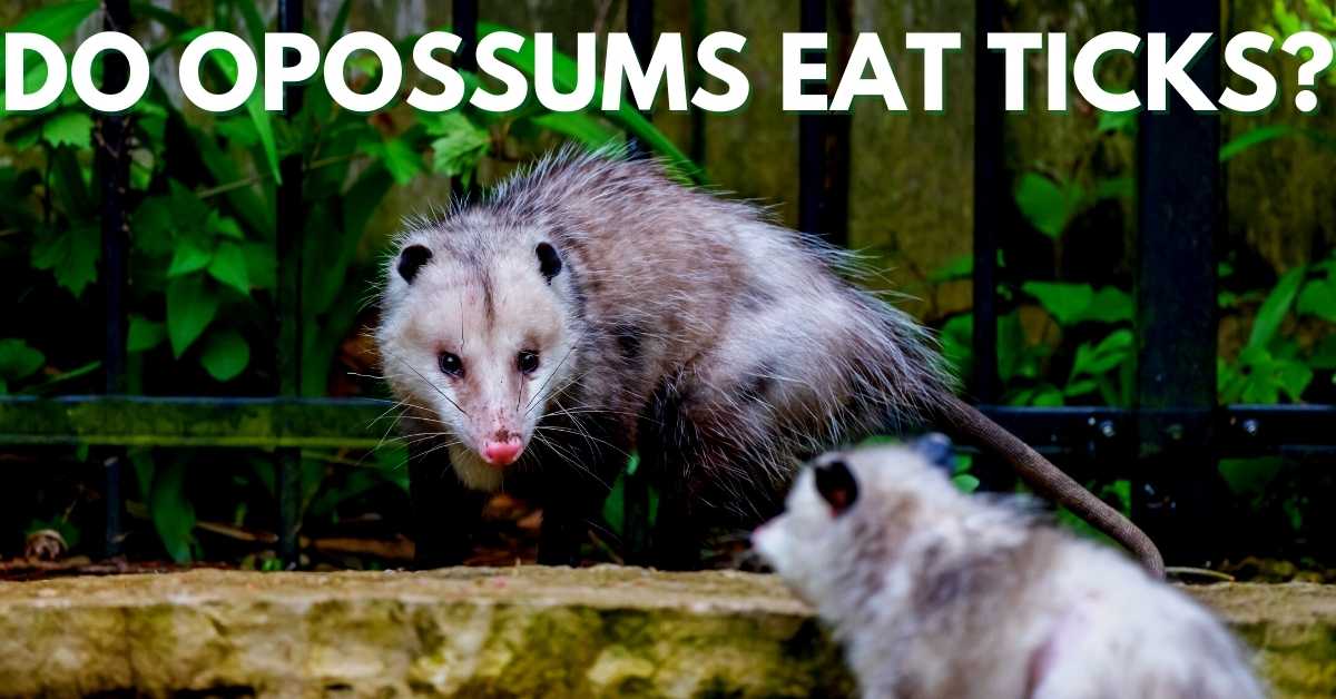 Do Opossums Eat Ticks? Stop Ticks