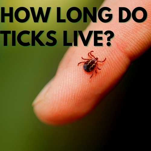 How Long Do Ticks Live?