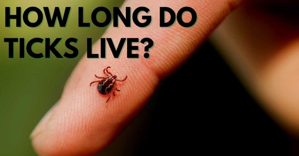 how long does a tick live on a dog