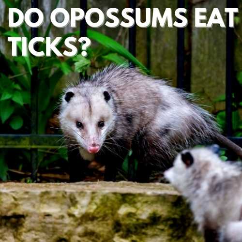 Do Opossums Eat Ticks?