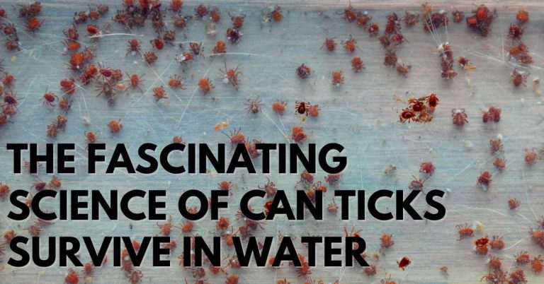 The Fascinating Science Of Can Ticks Survive In Water – Stop Ticks