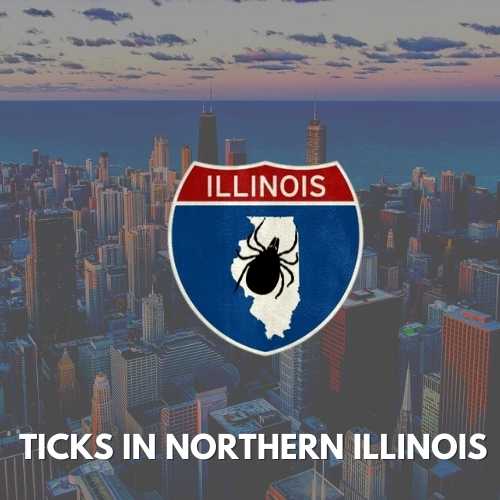 Ticks in Northern Illinois