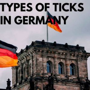Types of Ticks in Germany
