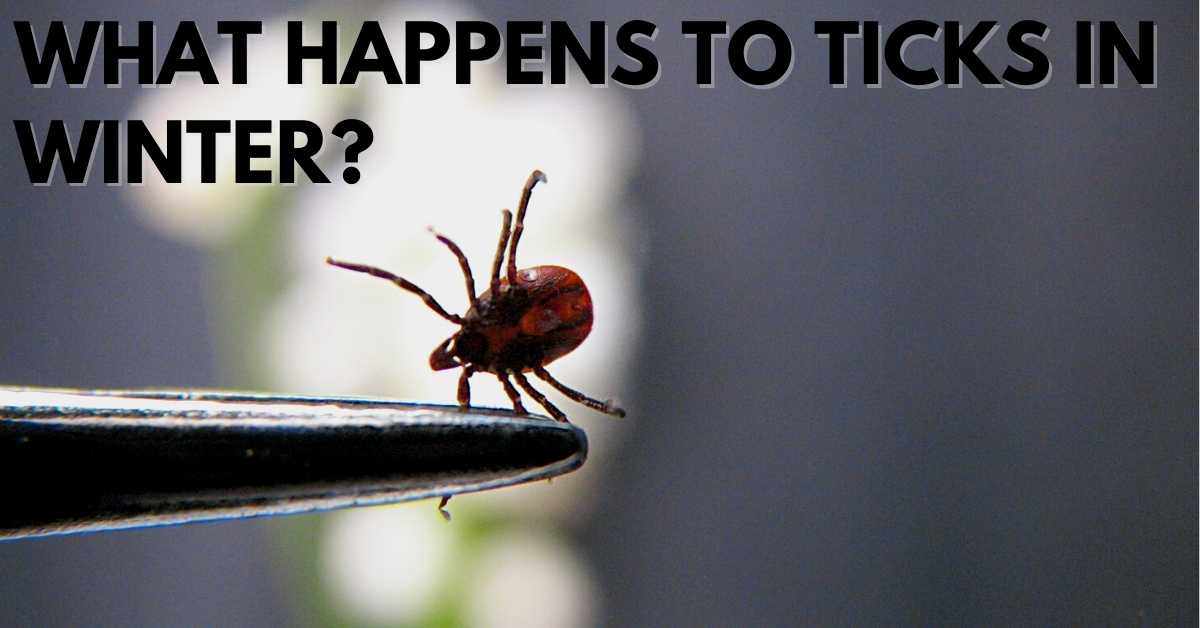 What Happens To Ticks In Winter? Stop Ticks