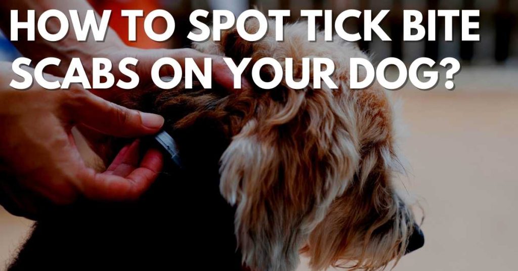 Tick Bites On Dogs
