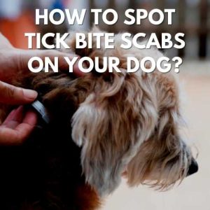 How To Spot Tick Bite Scabs On Your Dog?