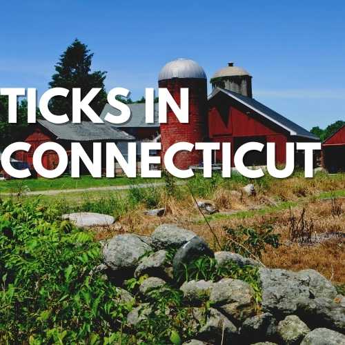 Ticks in Connecticut