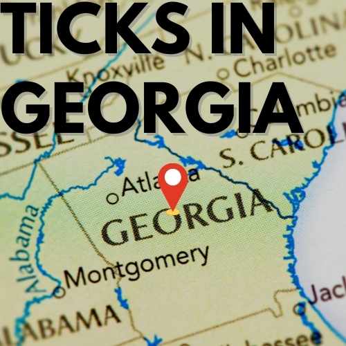 Ticks in Georgia