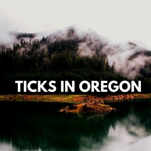 Ticks in Oregon