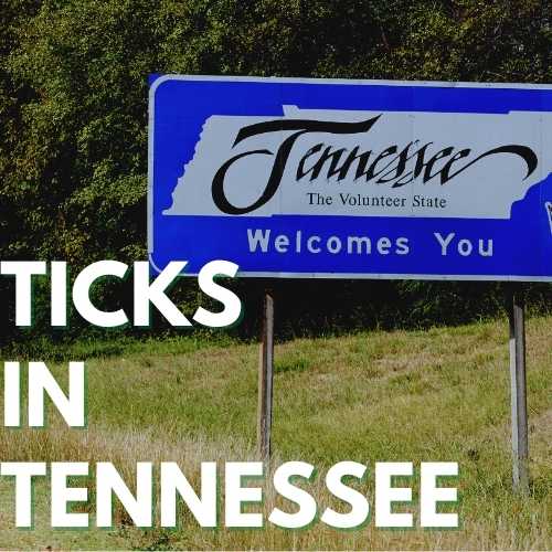 Ticks in Tennessee