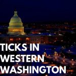 Ticks in Western Washington