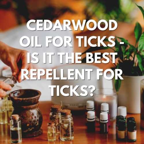 Cedarwood Oil For Ticks - Is It The Best Repellent For Ticks?
