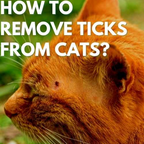 How To Remove Ticks From Cats?