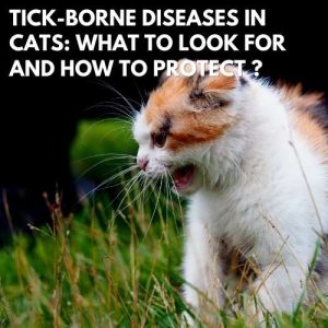 Tick-Borne Diseases In Cats: What To Look For & How To Protect?