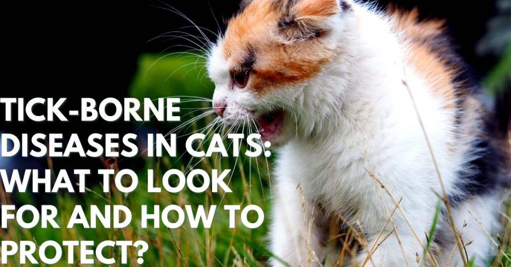 TickBorne Diseases In Cats What To Look For & How To Protect? Stop