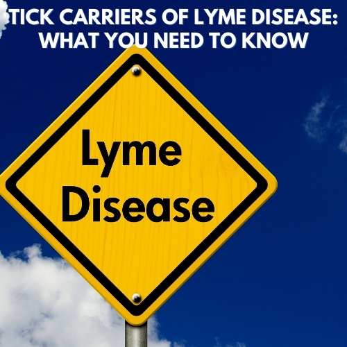 Tick Carriers Of Lyme Disease: What You Need To Know