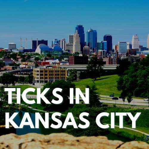 Ticks in Kansas