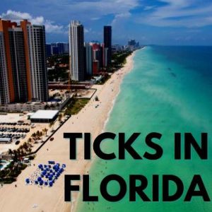 Types of Ticks in Florida