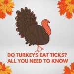 Do Turkeys Eat Ticks? All You Need To Know