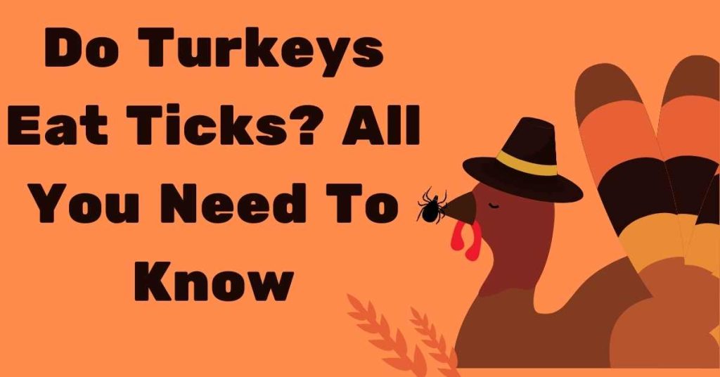 Do Turkeys Eat Ticks? All You Need To Know – Stop Ticks