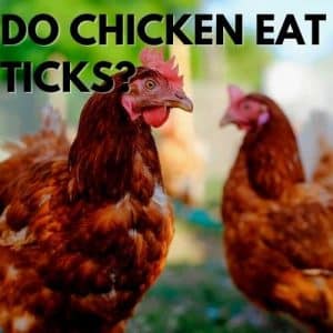 Do Chicken Eat Ticks?