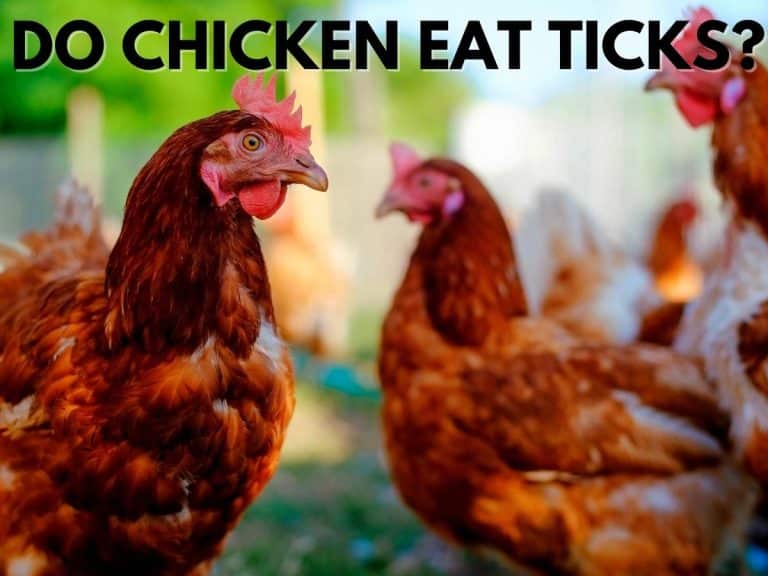 Do Chicken Eat Ticks? Stunning Facts On Natural Tick Control – Stop Ticks