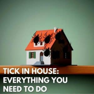 Tick In House: Everything You Need To Do