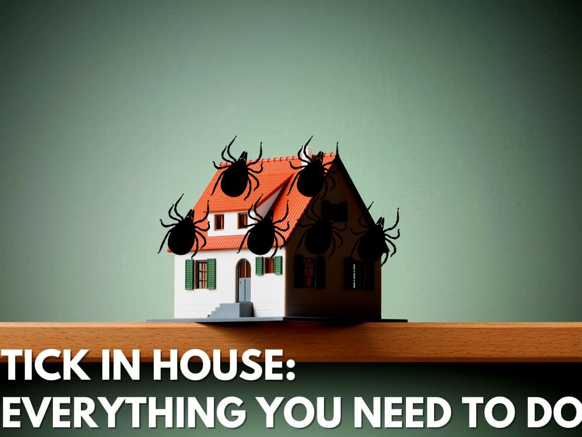 Tick In House Everything You Need To Do Stop Ticks