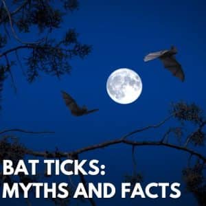 Bat Ticks: Facts And Myths