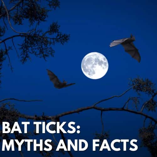 Bat ticks: Myths and Facts