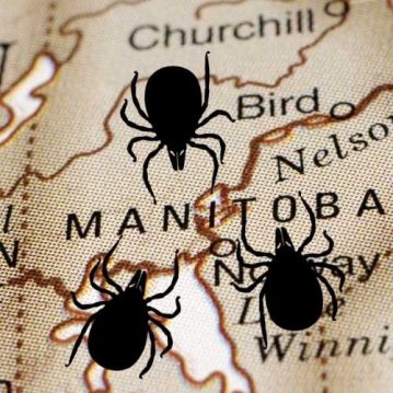 Tick Species in Manitoba